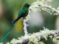 Eenmaal in de centrale Andes zijn het long-tailed sylphs die de plak zwaaien. © Joachim Bertrands