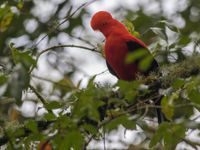 Andean cock-of-the-rock is een vaak geziene gast langs de begroeide hellingen van Montezuma. © Joachim Bertrands