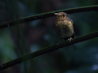 Een ochre-breasted antpitta roept van diep uit het donkere bos. © Joachim Bertrands