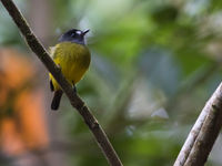 Diep in het bos brengen kleine soorten als deze ornate flycatcher leven in de brouwerij. © Joachim Bertrands