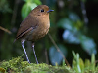 Rufous antpitta, een van de kleine tien soorten antpitta's waar we tijdens deze reis kans op maken. © Joachim Bertrands