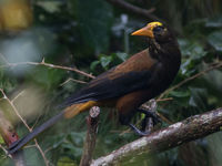 Russet-throated oropendola. © Joachim Bertrands