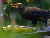 Russet-backed oropendola's zijn echte reuzen die vaak plots de voedertafel onveilig maken. © Joachim Bertrands