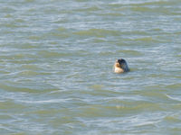 Nieuwsgierige zeehond. © David 'Billy' Herman