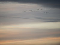 Lijntje ganzen in het laatste avondlicht. © David 'Billy' Herman