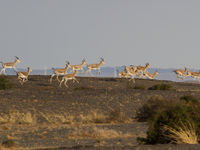 Goitered gazelles rennen door het landschap. © STARLING reizen