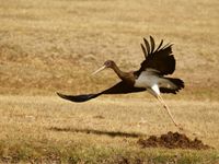 Een juveniele zwarte ooievaar kiest het hazenpad. © Geert Beckers