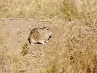 Pika. © Geert Beckers