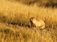 Een tarbagan marmot op de steppe. © Geert Beckers