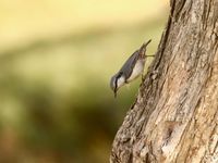 De oostelijke boomklevers zien er erg bleek uit vergeleken met onze vogels. © Geert Beckers