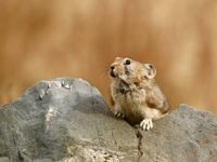 Een pallas's pika houdt de wacht. © Geert Beckers