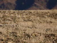 Een henderson's ground jay kijkt uit over het landschap. © Geert Beckers