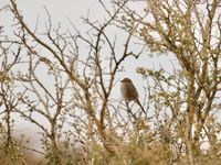 Een izabelklauwier maakt zich klaar om de trek naar Afrika aan te vatten. © Geert Beckers