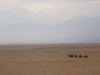 De Gobi woestijn is een land van extremen. © Geert Beckers