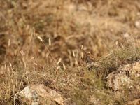 Bosgors in het landschap. © Geert Beckers