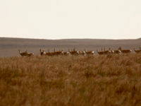 Een groep Mongolian gazelles was een leuke extra. © Geert Beckers