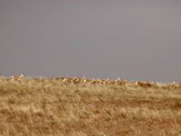 Mongolian gazelles in beweging! © Geert Beckers