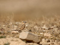 Izabeltapuit. © Geert Beckers