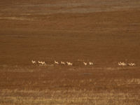 Een kudde Mongolian gazelles in galop door de steppe. © Geert Beckers