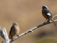 Een koppel Daurian redstarts. © Ronald Jansen