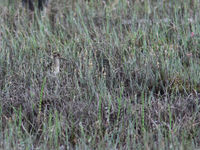 Breedbekstrandloper in de vegetatie. © Wouter Faveyt