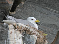 Drieteenmeeuw op nest. © Wouter Faveyts