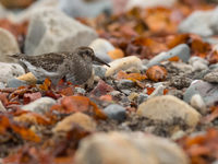 Paarse strandlopers foeragerend in het wier. © Benny Cottele