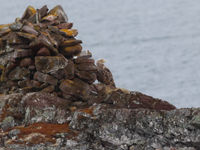 Zeearend langs de woeste kust. © Erwin Hoebrechts