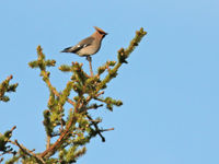 Pestvogels associëren we met het winterhalfjaar, hier vind je ze gewoon in de zomer. © Wouter Faveyts