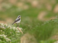 Een tapuit zingt op de toendra. © Wouter Faveyts