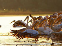 Een groep pelikanen in de Donaudelta in Roemenië. © Daniël Petrescu