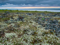 Uitgestrekte toendravlaktes en wetlands, het habitat van de bedreigde lepelbekstrandloper in Kamtsjatka. © David 'Billy' Herman