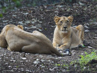 Rustende leeuwen. © Janco van Gelderen