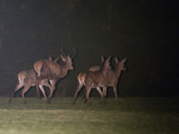 Op de terugweg vijfitg edelherten, een das en tien vossen meegepikt. © David 'Billy' Herman