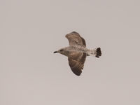 Eerste winter geelpootmeeuw. © Benny Cottele