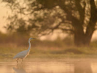 Grote zilverreiger in Hortobagy. © Yves Adams