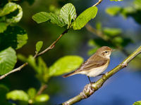 De vele tjiftjaffen vullen de bosjes. © Johannes Jansen