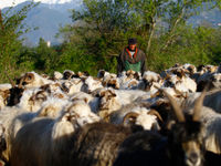 Herder in de delta. © Johannes Jansen