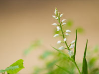 Wit bosvogeltje heet in het latijn longifolia. © David 'Billy' Herman