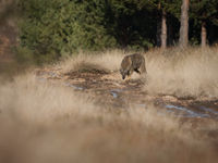 Oog in oog. © Karl Vanginderdeuren