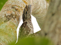 Papuan frogmouth, wat een beauty. © Geert Becker