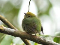 Blue-rumped manakin. © Lieven De Temmerman