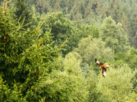 Rode wouw op jacht in het bos. © Johannes Jansen
