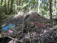 Dansgrond van een Vogelkop bowerbird. © Luc Bekaert