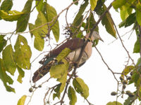 Zoe's imperial pigeon. © Roy Hendrix