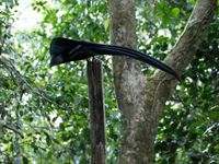 Black sicklebill. © Geert Beckers