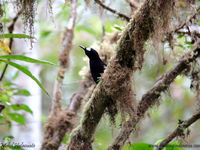 Long-tailed paradigala. © Mehd Halaouate