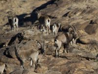 Een groep Siberian ibexes. © STARLING reizen