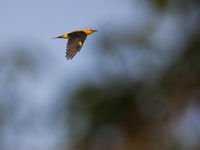 Wielewalen zijn ook op trek vaak erg schuw. © Joachim Bertrands