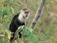 Le White-faced Capuchin est omnivore, et il se rapproche parfois du sol pour venir y chercher des fruits tombés © Noé Terorde